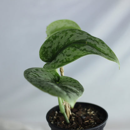 Scindapsus pictus trebi "M"