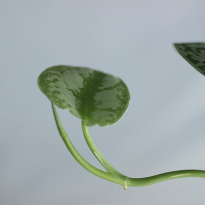 Scindapsus pictus trebi "M"