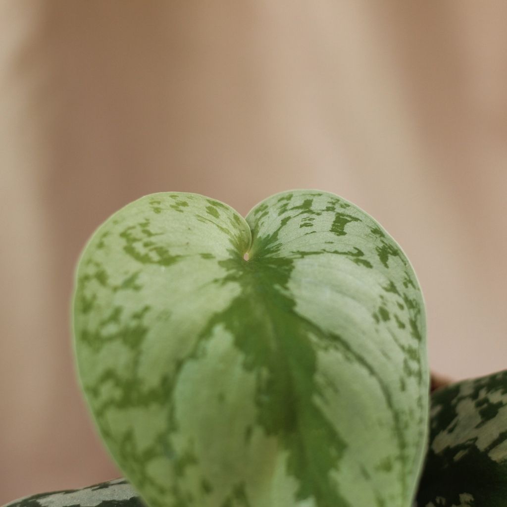 Scindapsus Pictus Trebi "M" (šetrné k přírodě)