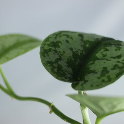 Scindapsus pictus trebi "M"