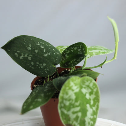 Scindapsus Pictus "M"