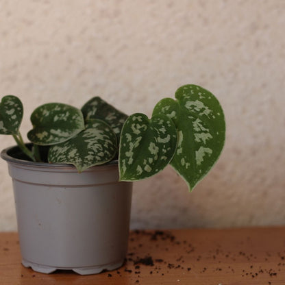 Scindapsus Pictus "M"