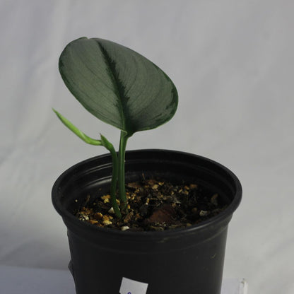 Scindapsus Treubii Moonlight "M"