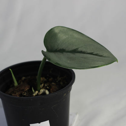 Scindapsus Treubii Moonlight "M"