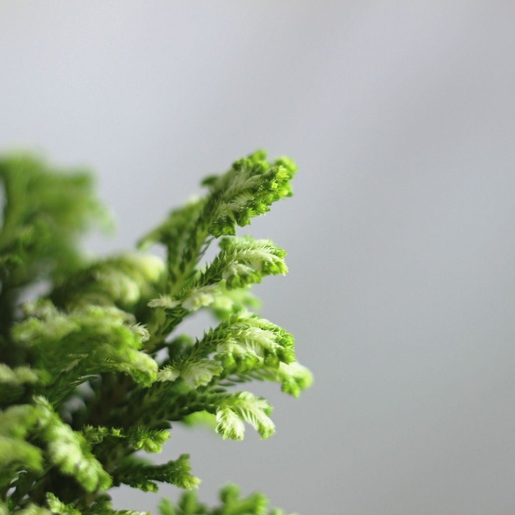 Selaginella Martensii Jori "M"