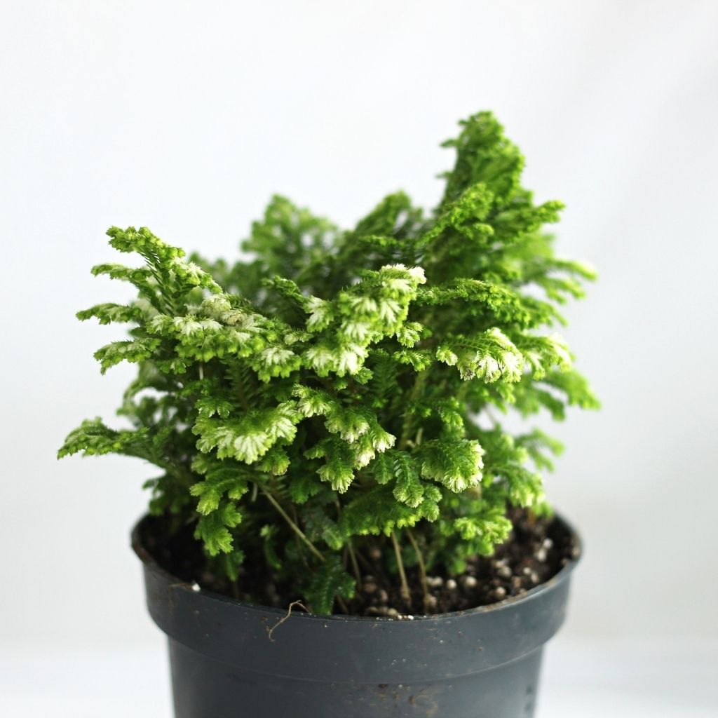 Selaginella Martensii Jori "M"
