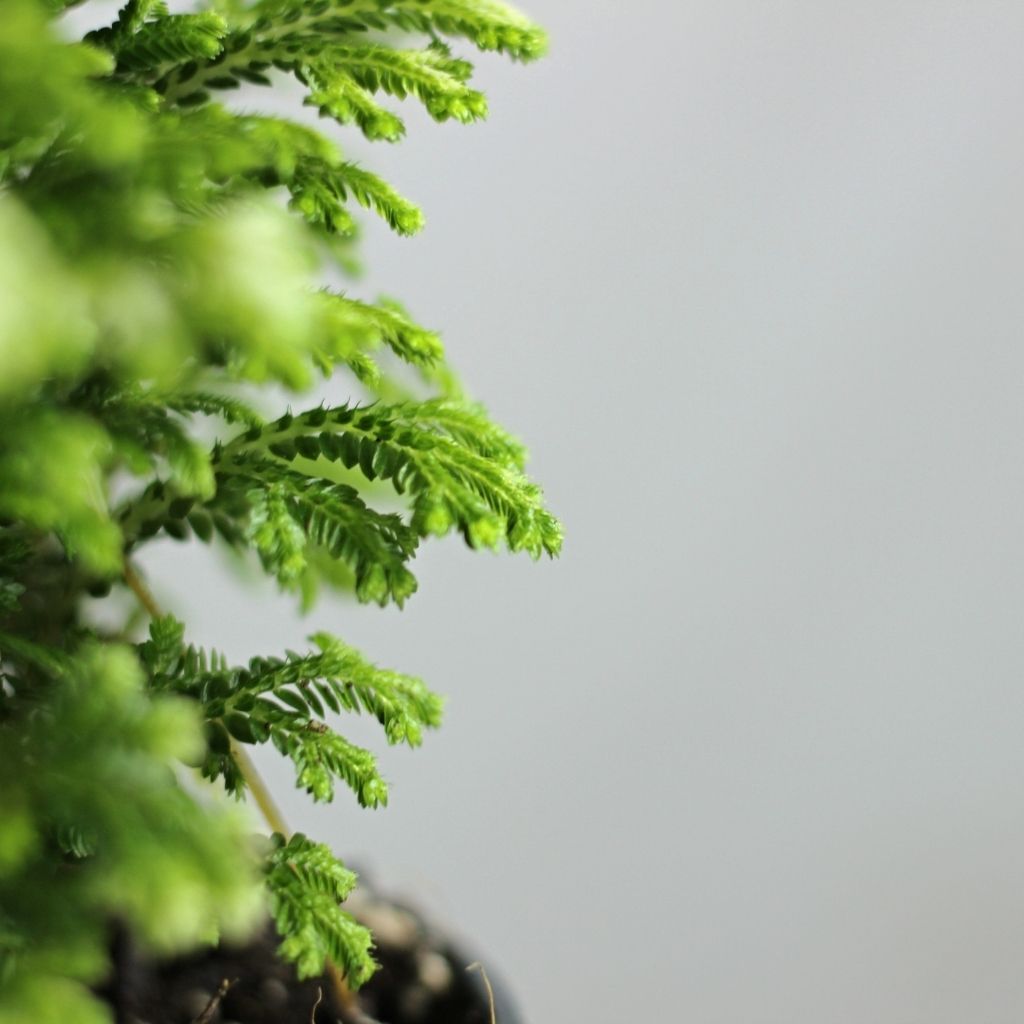 Selaginella Martensii Jori "M"
