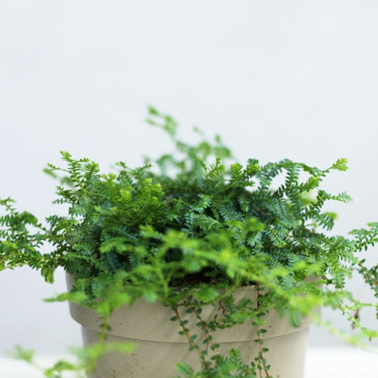 Selaginella uncinata