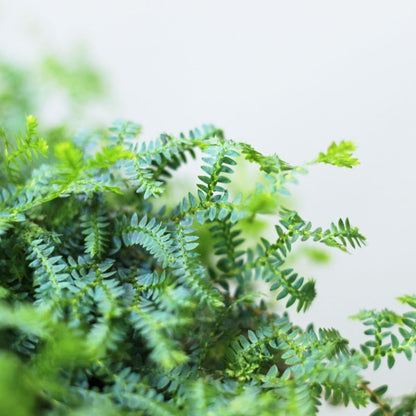 Selaginella uncinata