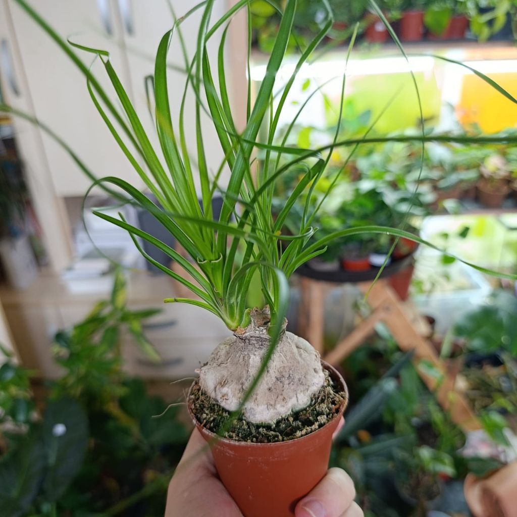 Beaucarnea recurvata "S"