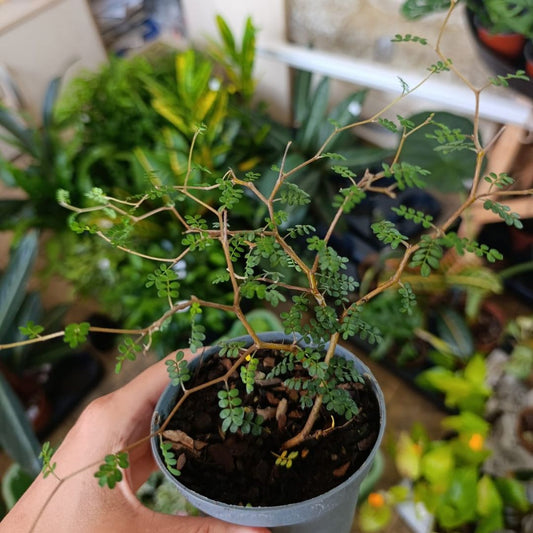Sophora Prostrata "Little Baby" "M"