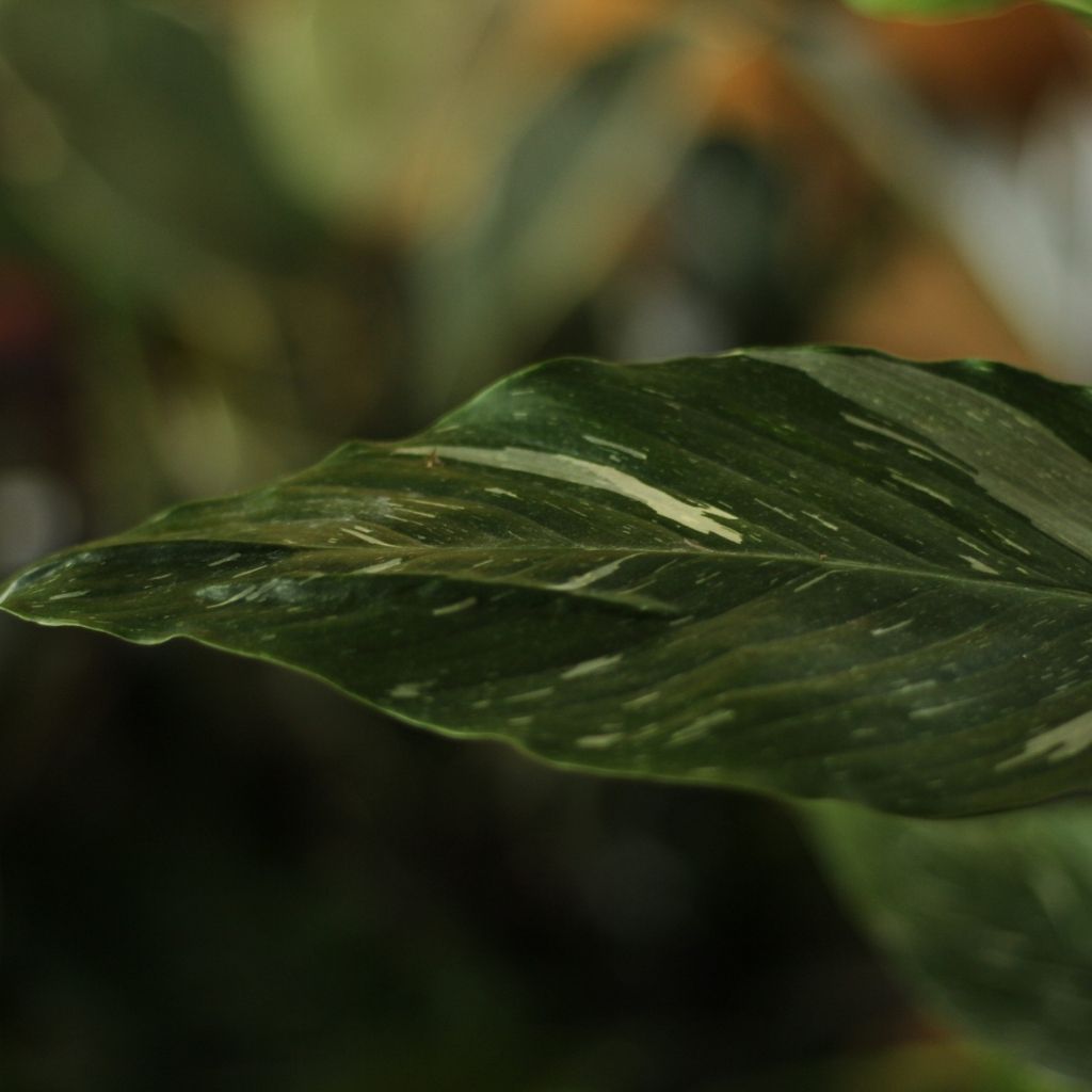 Spathiphyllum Diamond "L"