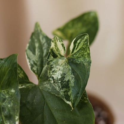 Syngonium Albo "M" (šetrné k přírodě)