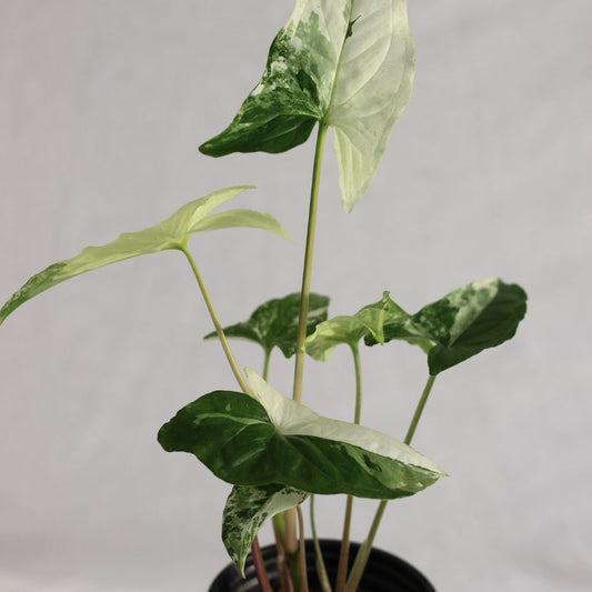 Syngonium Albo "M"