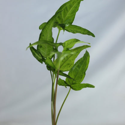 Syngonium Angustatum "M"