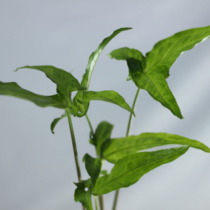 Syngonium Angustatum "M"