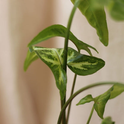 Syngonium Angustatum "M" (šetrné k přírodě)