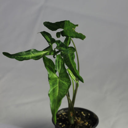 Syngonium Angustatum "M"