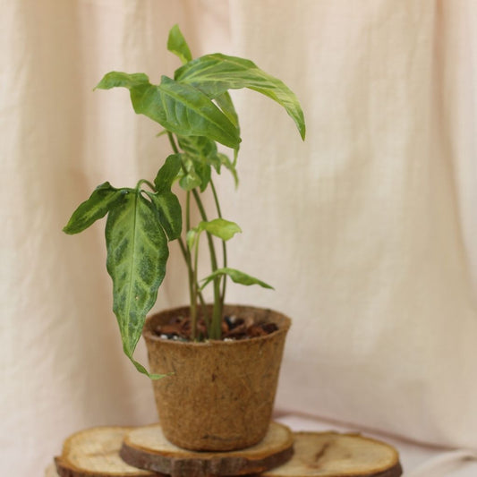 Syngonium Angustatum "M" (šetrné k přírodě)