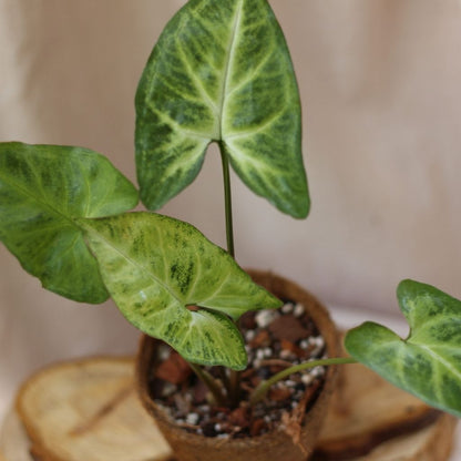 Syngonium Arrow "M" (šetrné k přírodě)