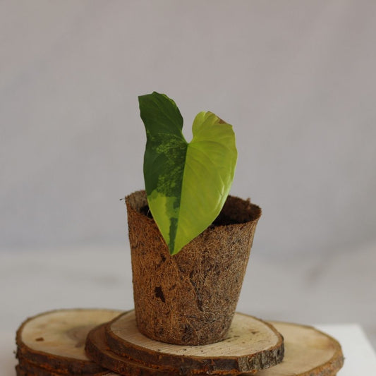 Syngonium Aureum "M" (šetrné k přírodě)