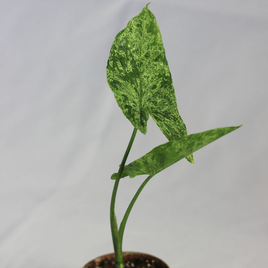 Syngonium Mojito "S"