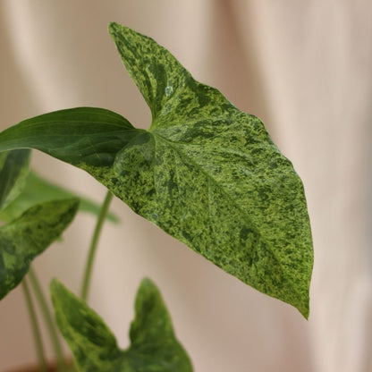 Syngonium Mojito "M" (šetrné k přírodě)