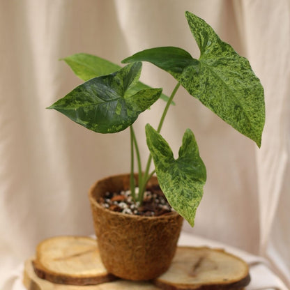 Syngonium Mojito "M" (šetrné k přírodě)