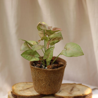 Syngonium Pink Neon "M" (šetrné k přírodě)