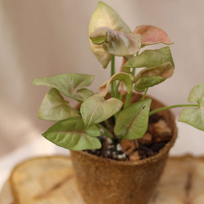 Syngonium Pink Neon "M" (šetrné k přírodě)