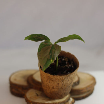 Syngonium Pink Splash "M" (šetrné k přírodě)