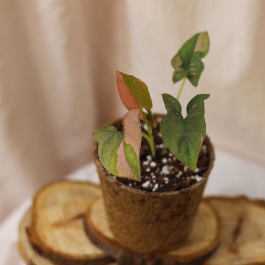 Syngonium Pink Splash "M" (šetrné k přírodě)
