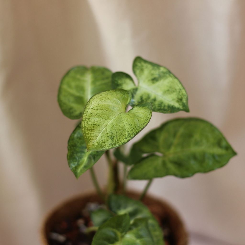 Syngonium Pixie "M" (šetrné k přírodě)