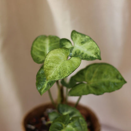 Syngonium Pixie "M" (šetrné k přírodě)