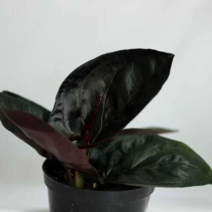Syngonium Red Arrow "M" - kompaktní