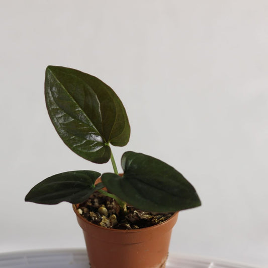 Syngonium Red Arrow "S"