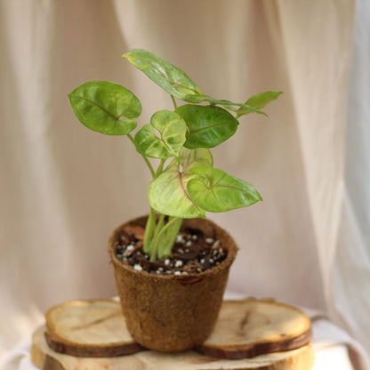 Syngonium Sunshine "M" (šetrné k přírodě)