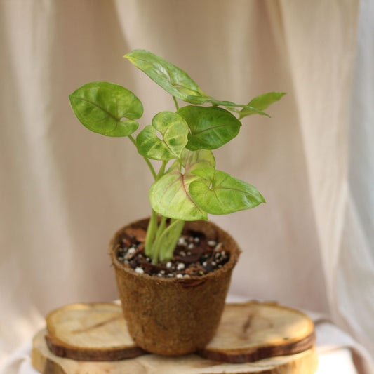 Syngonium Sunshine "M" (šetrné k přírodě)