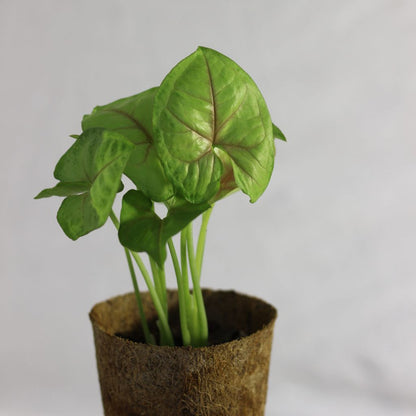 Syngonium Sunshine "M" (šetrné k přírodě)
