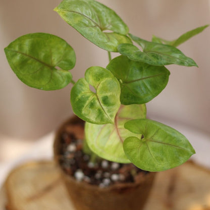 Syngonium Sunshine "M" (šetrné k přírodě)