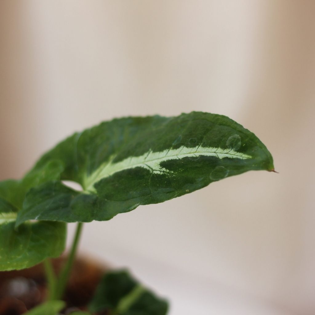 Syngonium Wendlandii "M" (šetrné k přírodě)