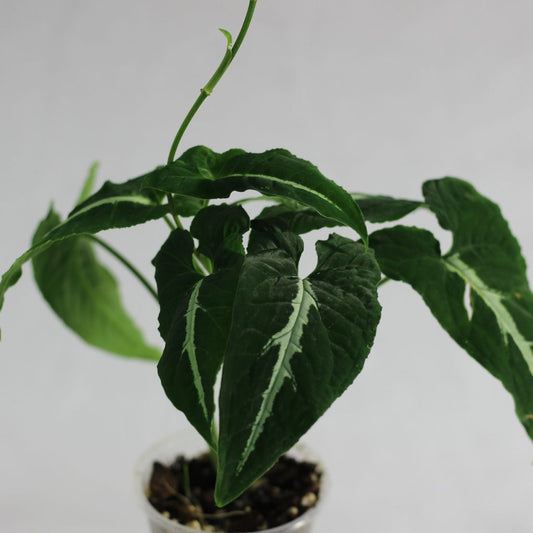 Syngonium Wendlandii "M"