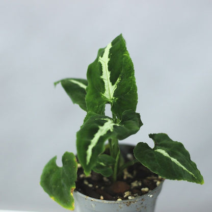 Syngonium wendlandii "S"