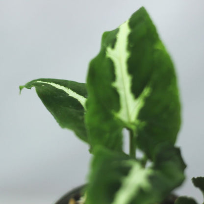 Syngonium wendlandii "S"