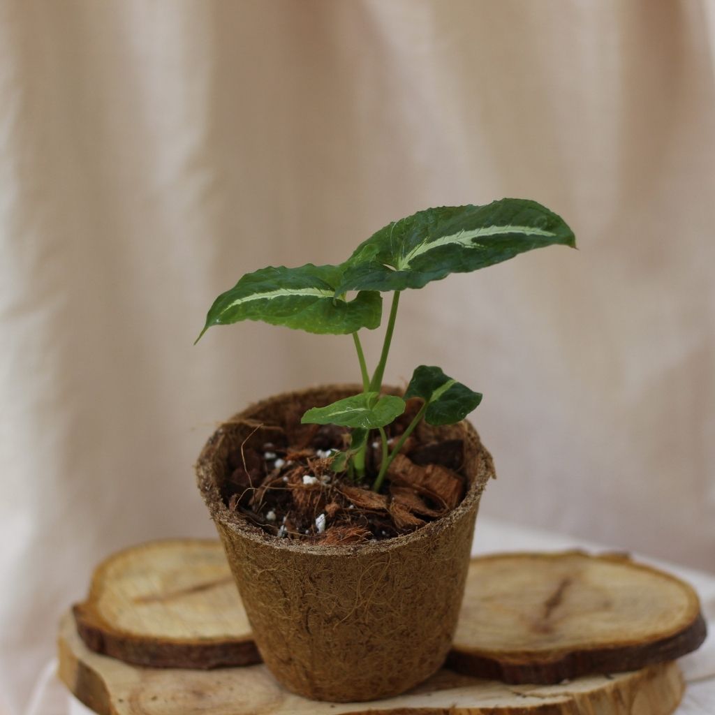 Syngonium Wendlandii "M" (šetrné k přírodě)