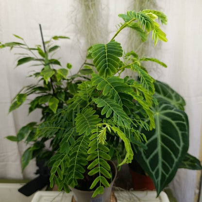 Tamarindus Indica "L"