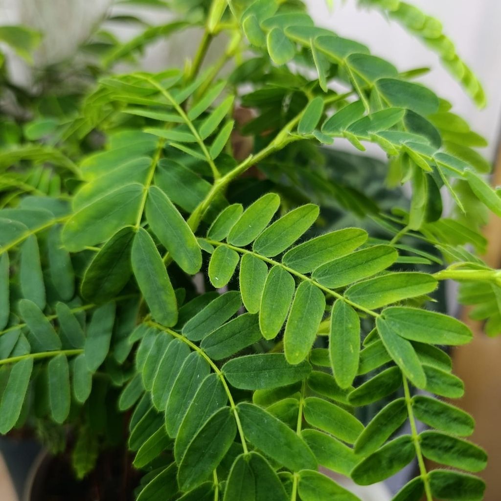 Tamarindus Indica "L"