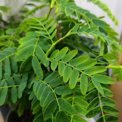 Tamarindus Indica "L"