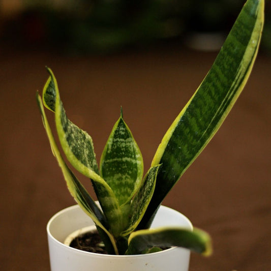 Sansevieria Laurentii "S"