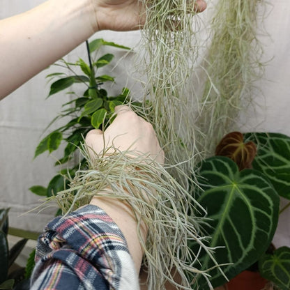 Tillandsia Usneoides